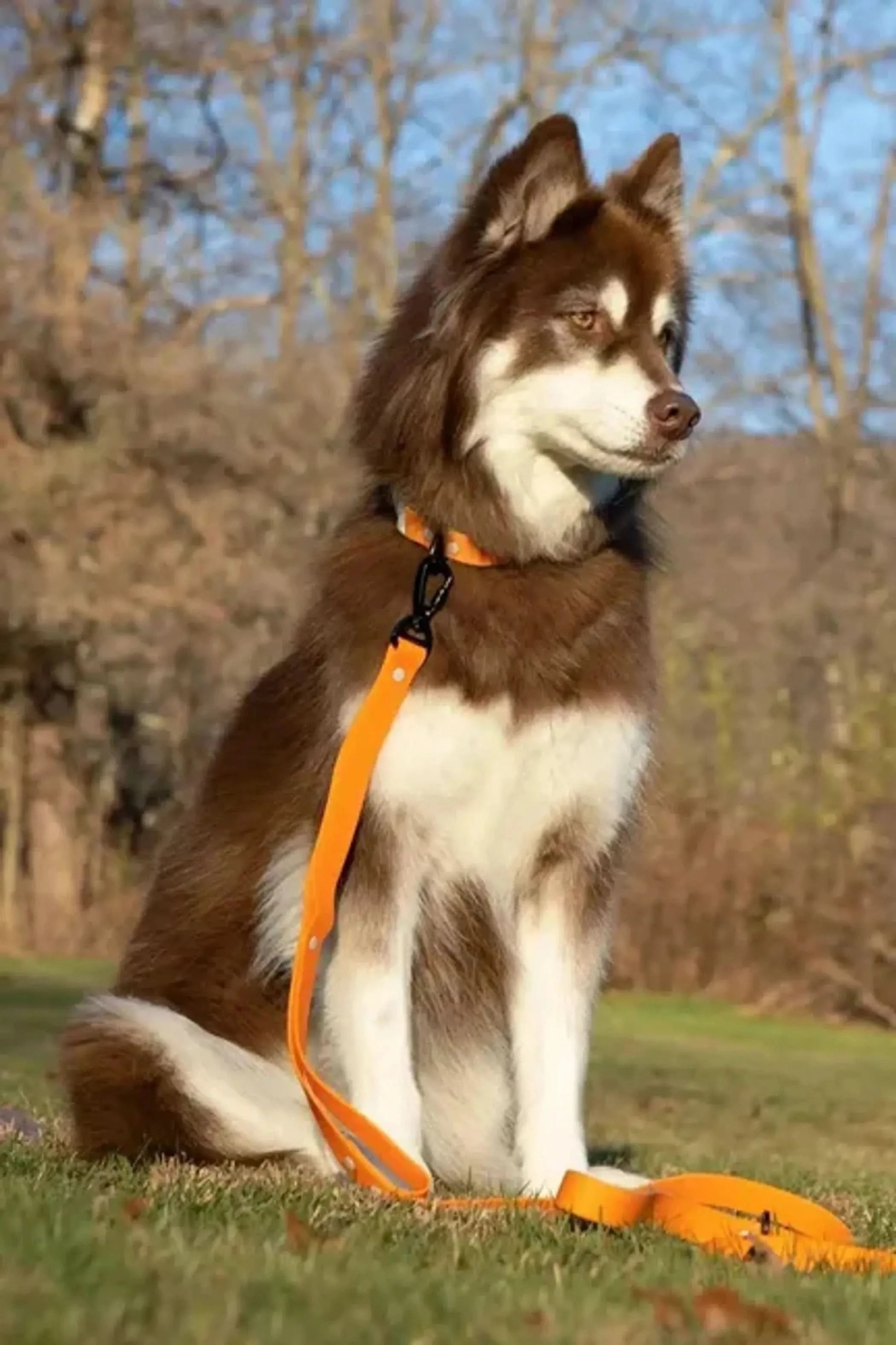 Aria the Fox Dog Collars Crimson Glow Waterproof Dog Collar