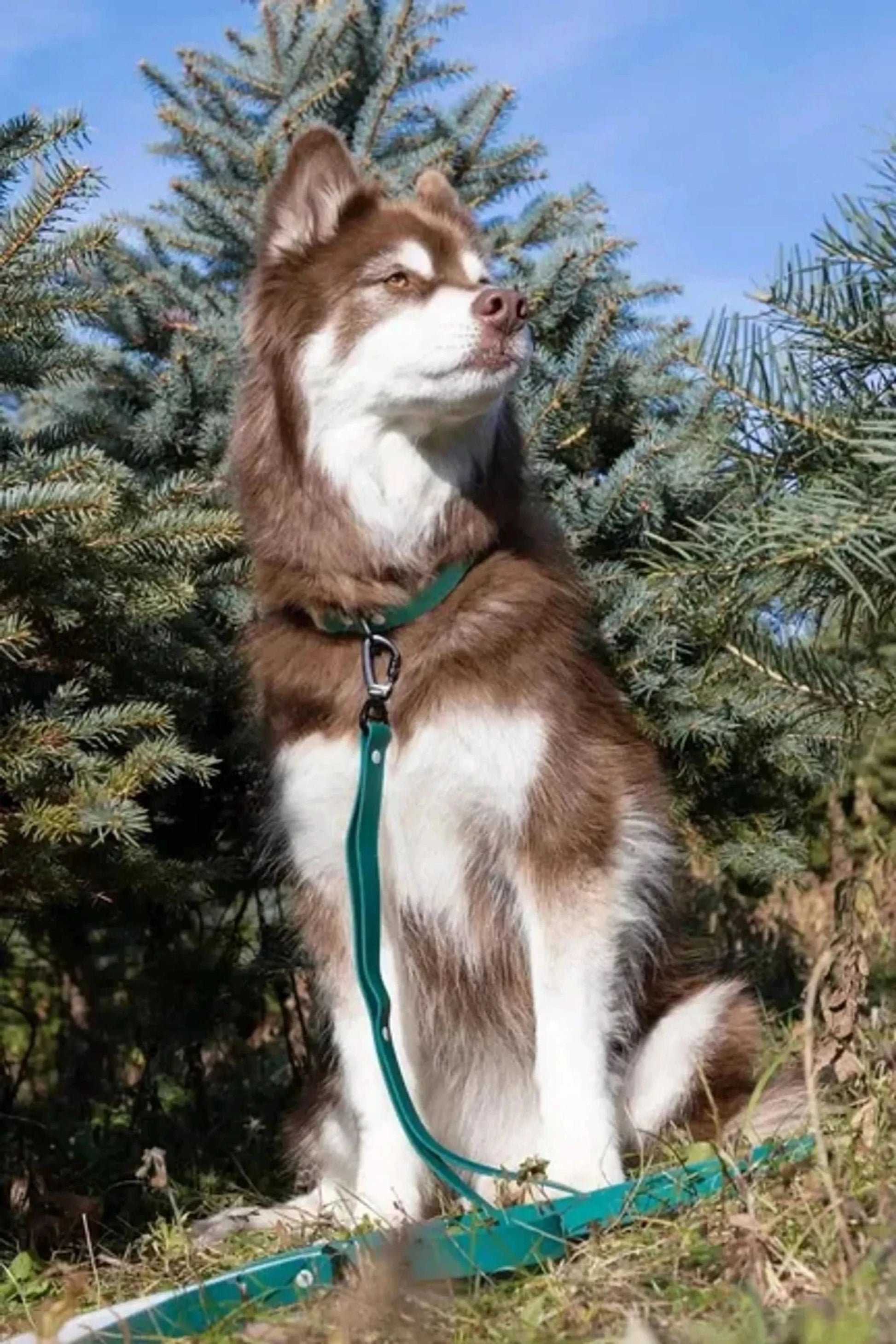 Aria the Fox Dog Collars Siberian Spruce Waterproof Dog Collar