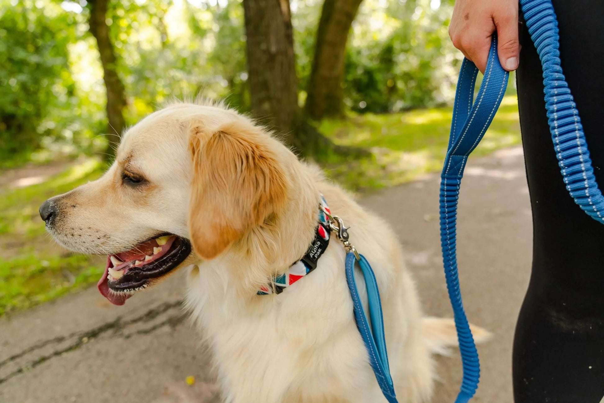 Cascades Metallic Blue Stretchable Runner Dog Leash - Pawtastic Pet Supplies