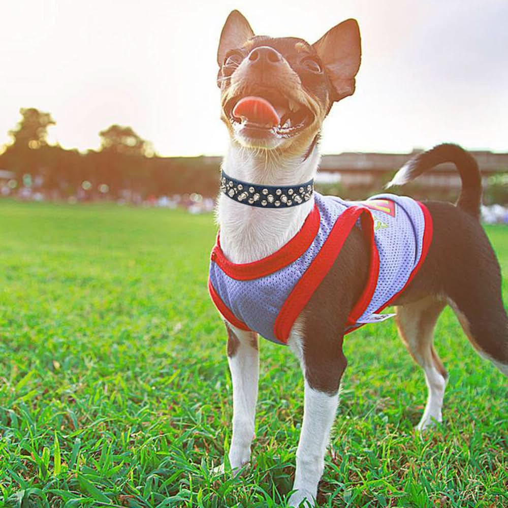 Rivet pet collar - Pawtastic Pet Supplies